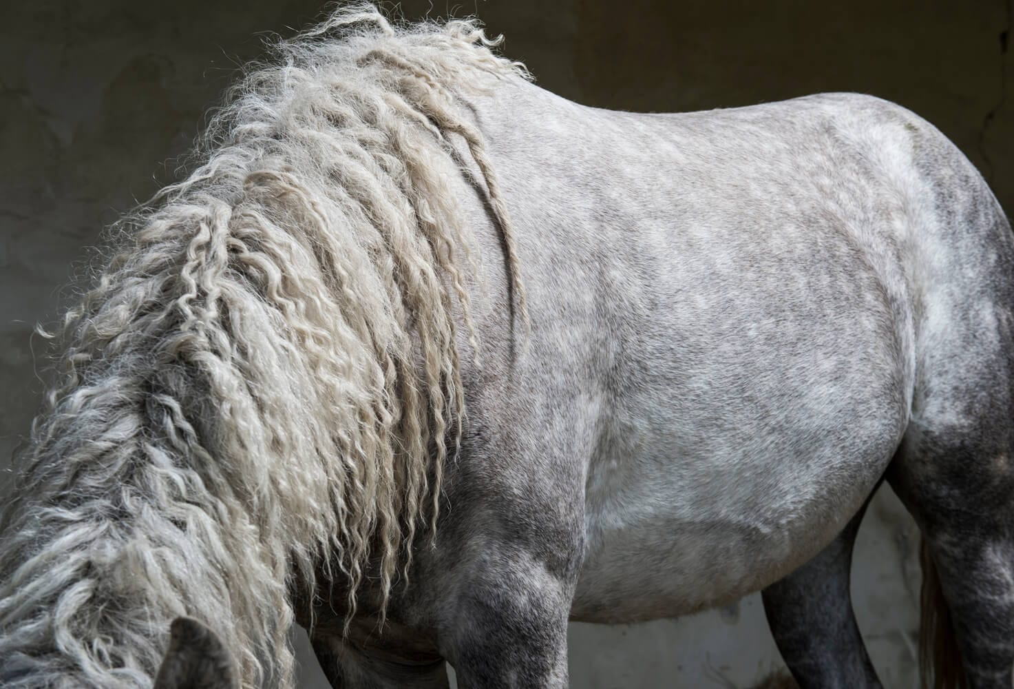 Gros plan sur du poil de cheval curly