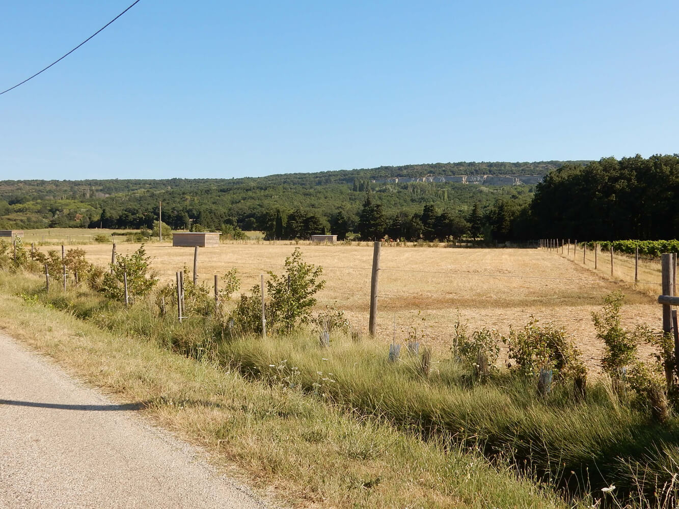 Haie agricole en agroforesterie