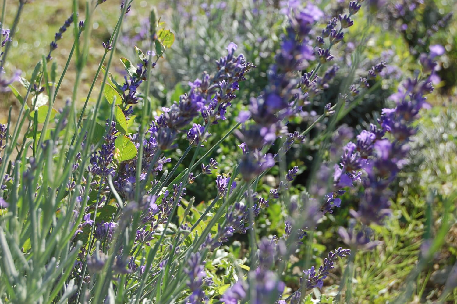 Producteur de lavande biologique en Provence